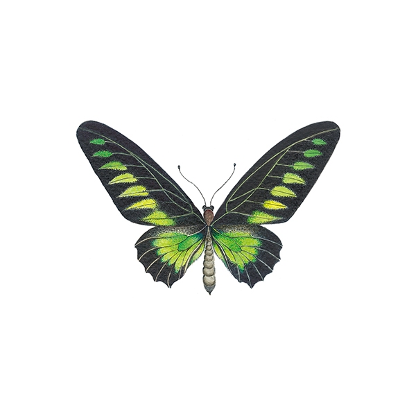 Green Butterfly