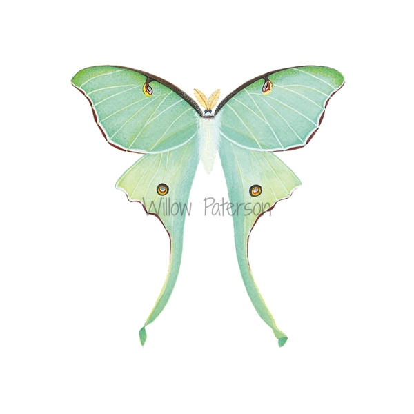 Luna Moth