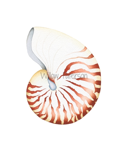 Nautilus Shell