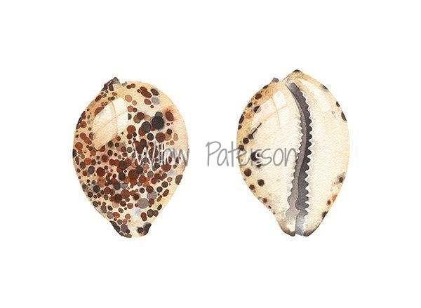 Tiger Cowrie Shell