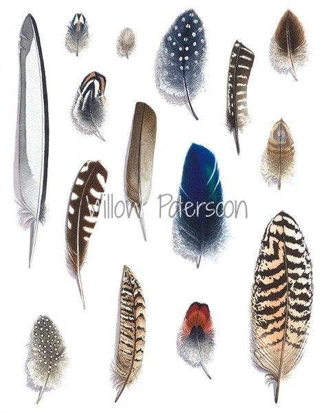 Feather Collections