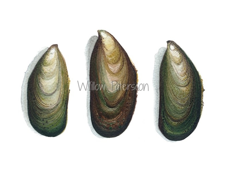 Green Lip Mussels II