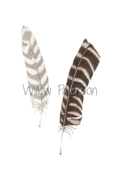 Two Gull Feathers