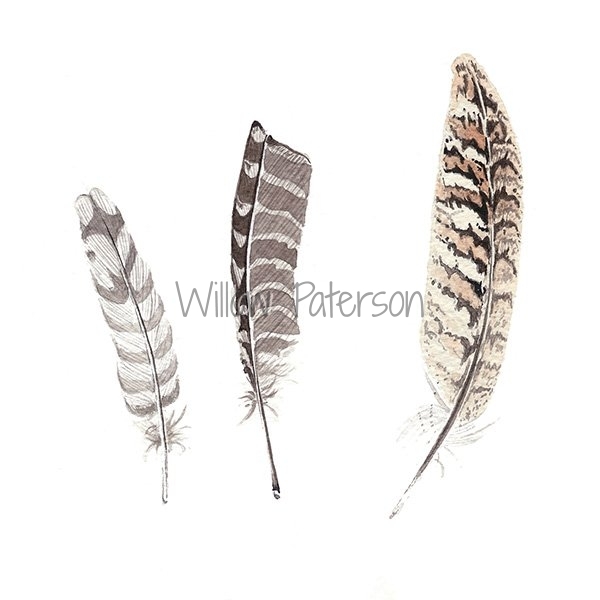 Gull & Pheasant Feathers