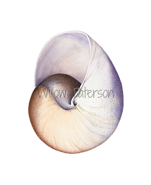 Moon Snail