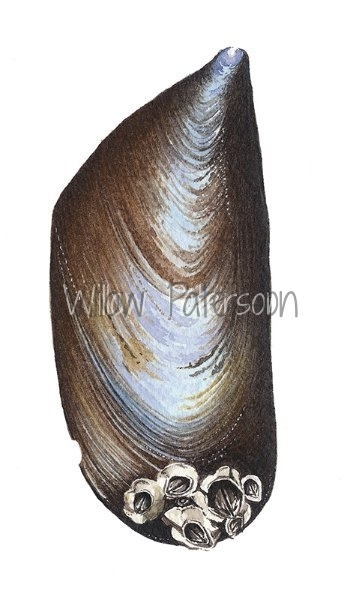 Exe Estuary Mussel Shell