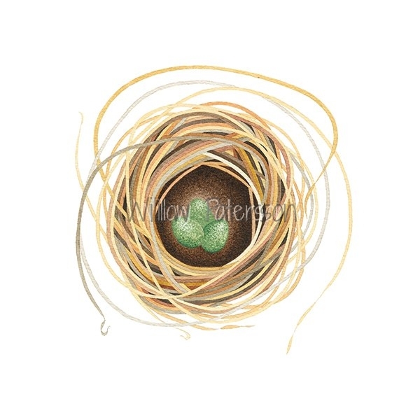 Nest (ix)