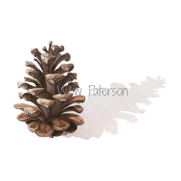 Pine Cone