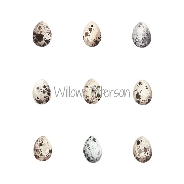 Quail Eggs